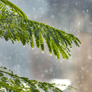 rain falling off of some green leaves