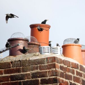 multiple birds sitting on and flying around multiple chimney openings